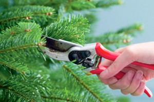 pruning
