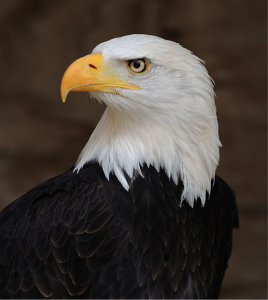 baldeagle