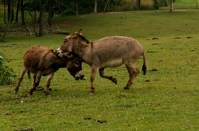 Donkey Fight