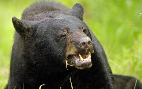 bear_1721930c