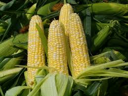 Study: Corn-based ethanol worse for environment than fossil fuels
