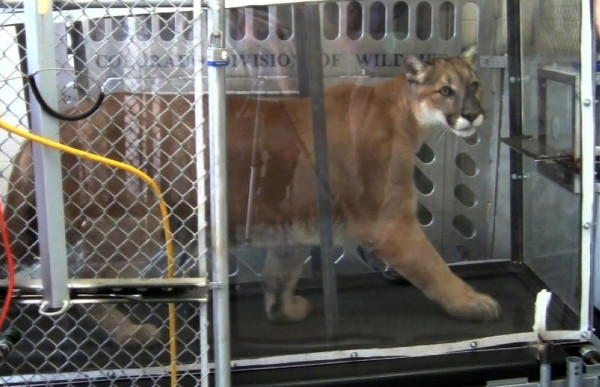 Rascal-on-treadmill-600x387