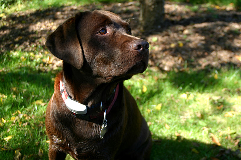 Maine Shouldn’t Waste Time on the Labrador Retriever