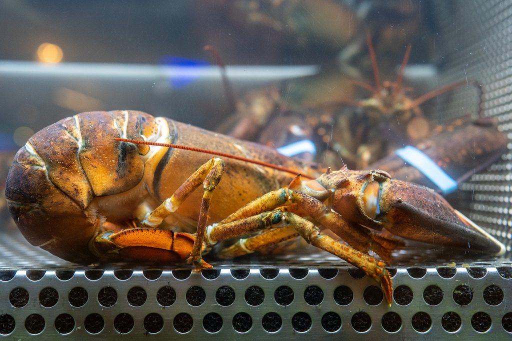 Opinion: Let’s save Maine’s lobster industry from death by regulation