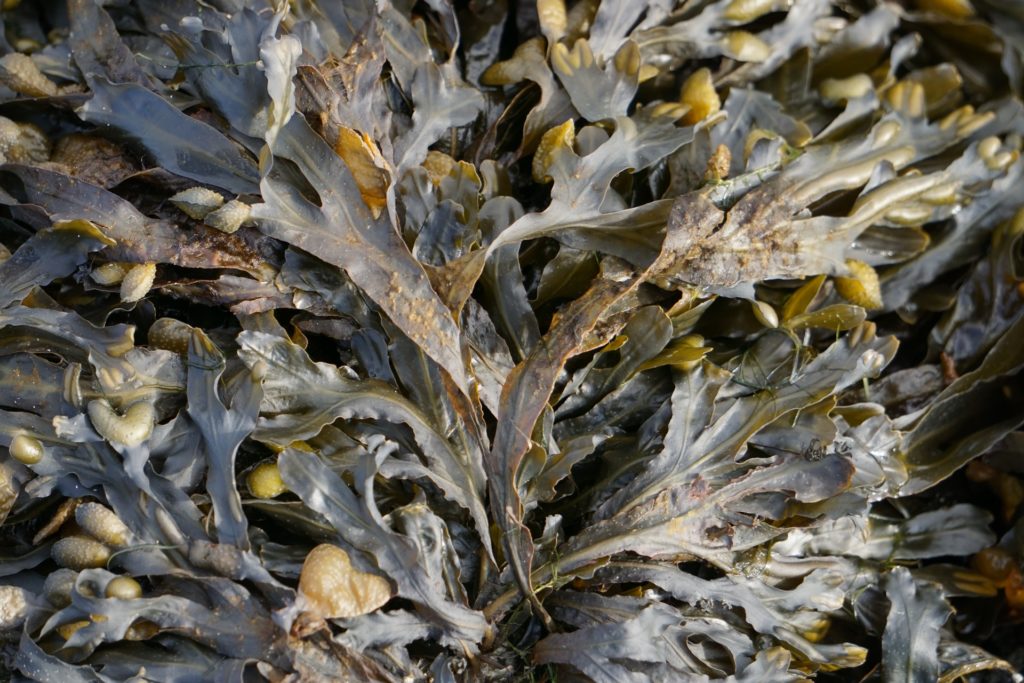 Seaweed is a promising food tangled in regulations