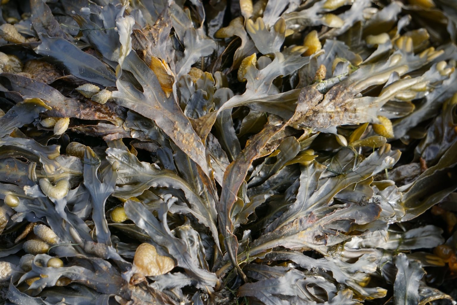 Seaweed is a promising food tangled in regulations