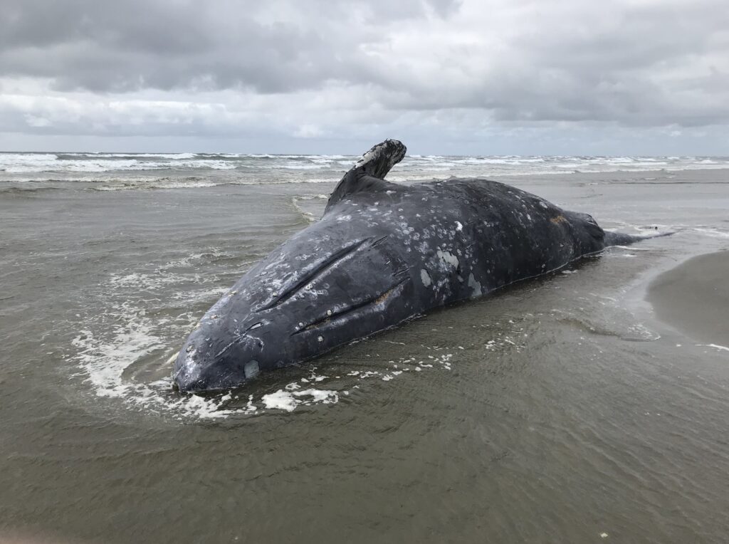 Blue State Enviro Groups Demand Answers From Green Biden Administration On Whale Deaths