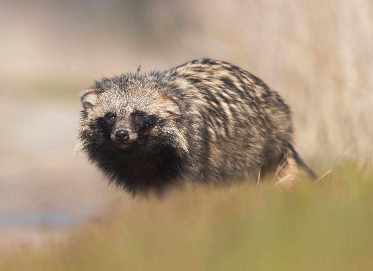 Media: “Strongest Evidence Yet” an Animal Started Pandemic