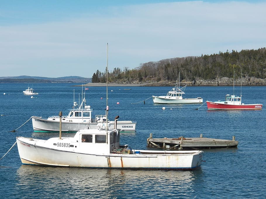 Maine Pols Beg Biden to Protect Fisheries as Offshore Wind Power Advances