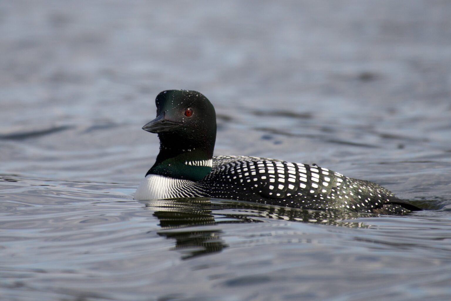 “Human Lives Matter”: Maine Democrats Applaud Loon Protection Law After House Passes Late-Term Abortion Bill