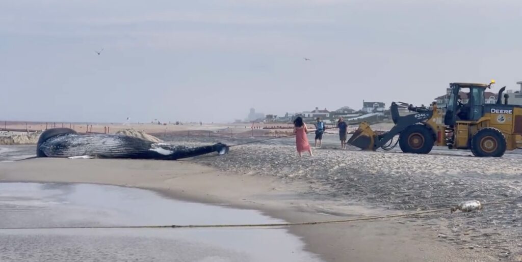 60th Whale Death Since 2022 Raises Questions Over Offshore Wind Power’s Impact on Endangered Species
