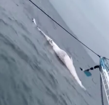 Environmentalists Blast Offshore Wind as 69th Dead Whale in Less than Year Found Dead on Atlantic Coast