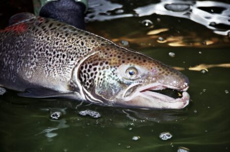 Janet Mills Awards $3.7 Million in Grants to Sea-Run Fish Habitat Restoration Projects salmon