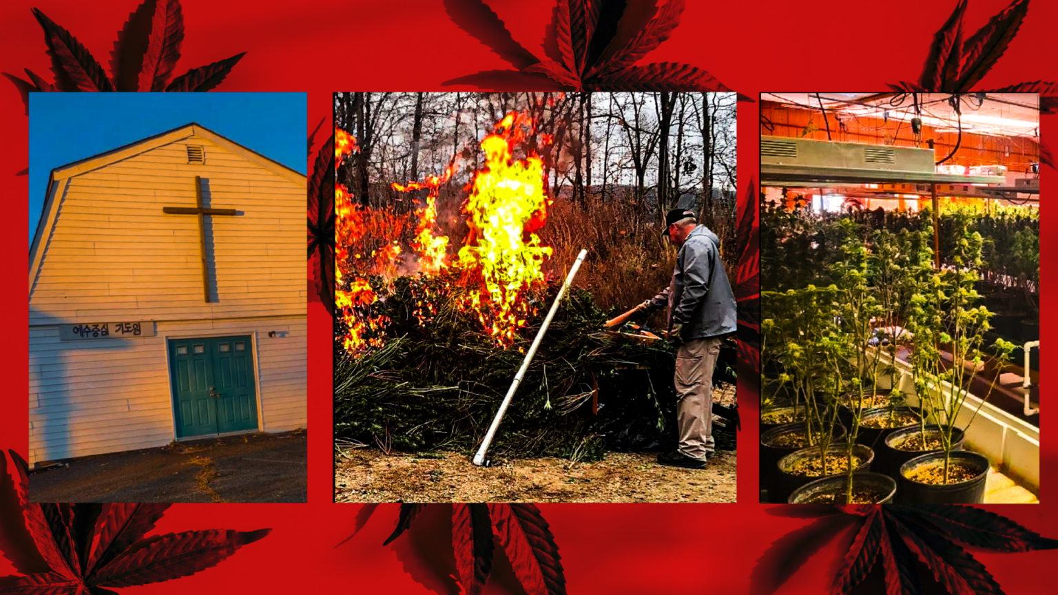 Triad Weed: Suspected Chinese Foreign National Arrested Operating Illegal Marijuana Grow in Tenn.