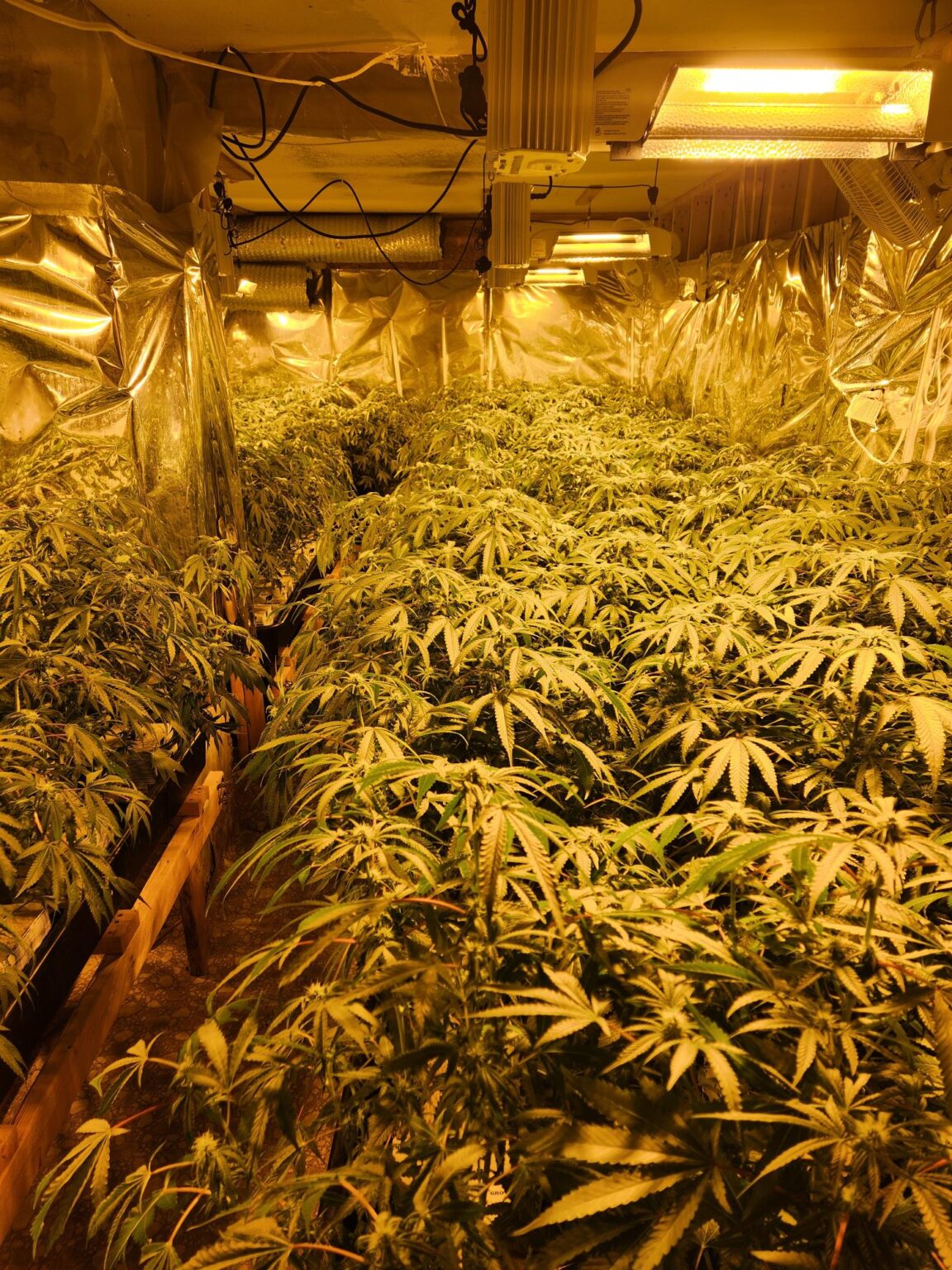Lincoln County Sheriff Raids Blackmarket Chinese Marijuana Grows in Chelsea, Whitefield; One Suspect on the Lam