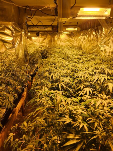 Lincoln County Sheriff Raids Blackmarket Chinese Marijuana Grows in Chelsea, Whitefield; One Suspect on the Lam