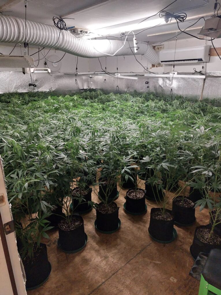 Triad Weed: Illegal Marijuana Grow in China, Maine Busted, 970 Plants Seized, Three Arrested