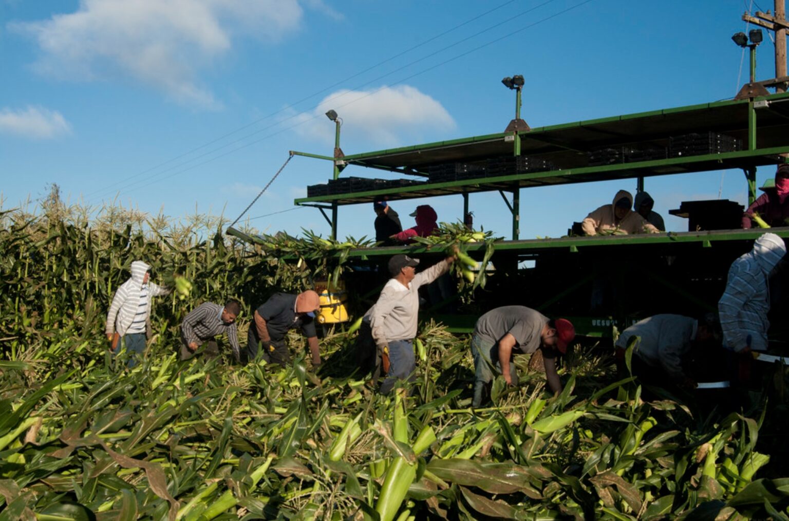 No Increase in Native-Born Workers Over Five Years: U.S. BLS