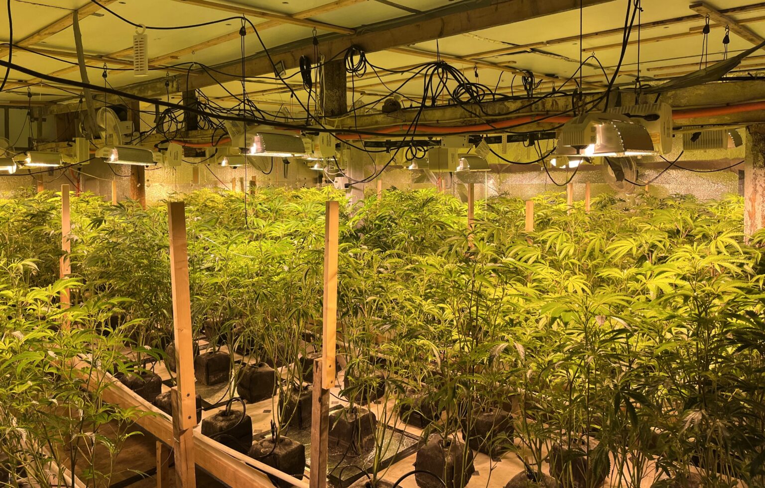 At Rural Maine Marijuana Grow, Cops Find Asian Passports, Plane Tickets from China, and Stolen Electricity