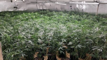 Maine Sheriff Raids 8th Illegal Chinese-Owned Marijuana Grow in 8 Months
