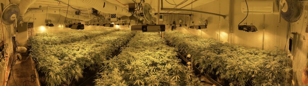 Maine’s Congressional Delegation Repeats Call for Federal Crackdown on Illegal Chinese-Owned Marijuana Operations