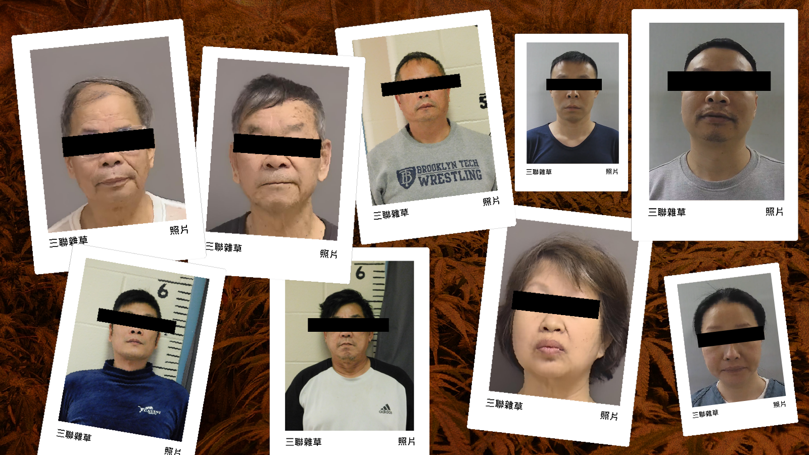 Triad Weed: 15 Raids Seize Nearly 10 Tons of Black Market Cannabis from Chinese-Controlled Sites in Maine