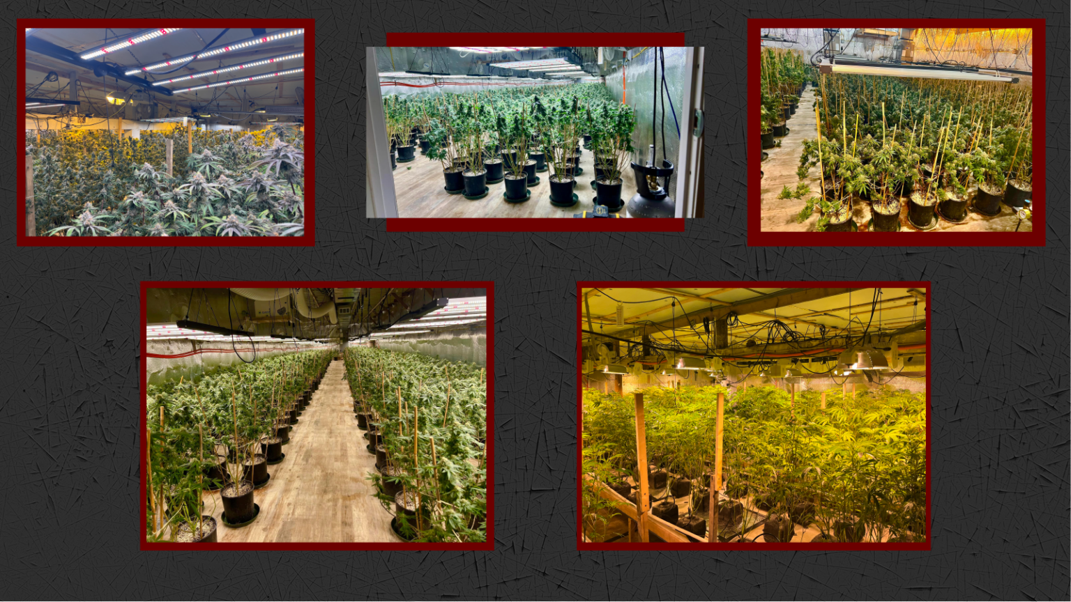 Illegal Marijuana Vexes Northern Maine Town Officials as Out-of-State Criminals Prosper