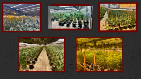 Illegal Marijuana Vexes Northern Maine Town Officials as Out-of-State Criminals Prosper