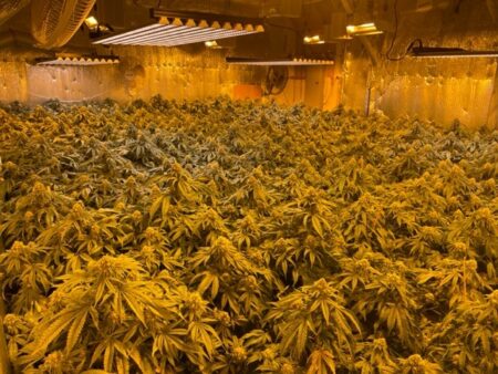 TRIAD WEED: First Chinese National Faces Federal Charges for Weed Operation in Maine