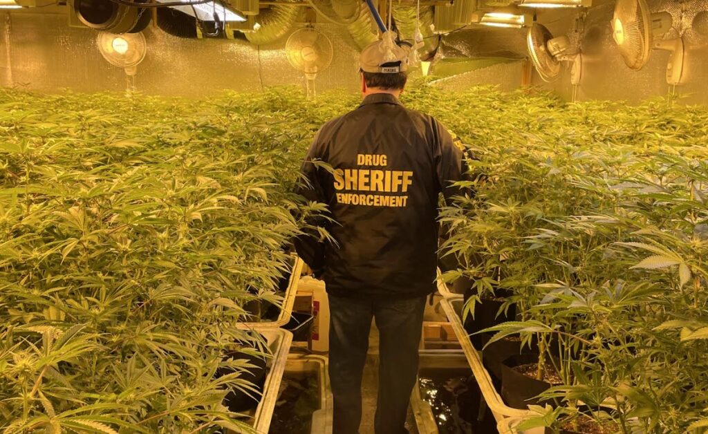 No Arrests as Illicit Chinese Marijuana Grow in Norridgewock Busted