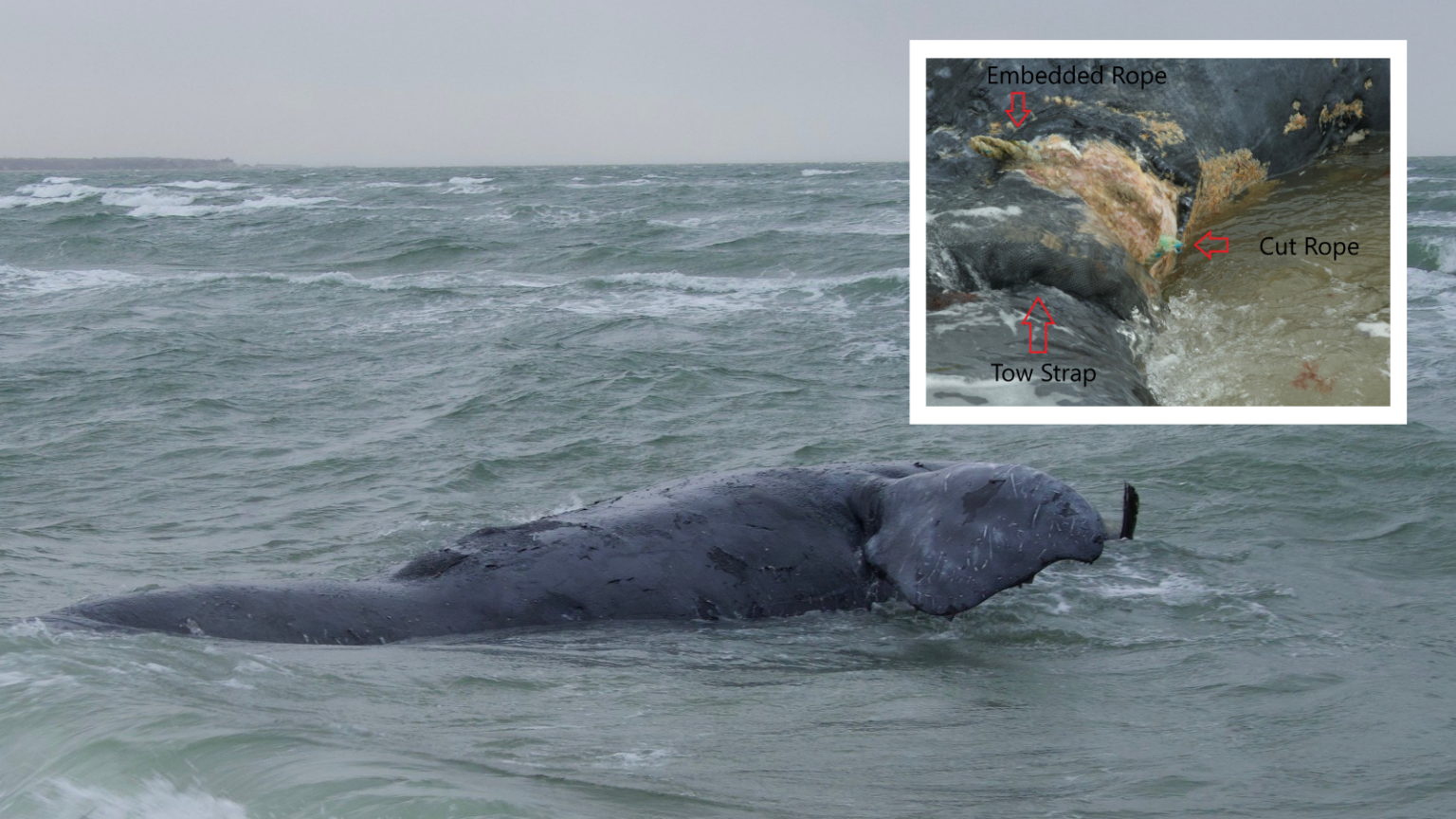 New England Fishermen Fear NOAA Retaliation as Feds Pin Dead Whale on Maine Lobstermen