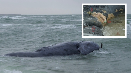 New England Fishermen Fear NOAA Retaliation as Feds Pin Dead Whale on Maine Lobstermen