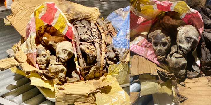 Boston CBP K-9 Thwarts Illegal Import of Mummified ‘bushmeat’ Monkey Remains