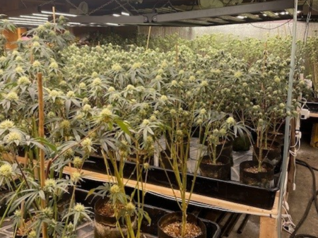 Biden-Appointed U.S. Attorney for Maine Finally Addresses Illegal Chinese Marijuana Grows