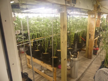 TRIAD WEED: Somerset and Franklin County Sheriffs Bust More Illegal Chinese Marijuana Grows