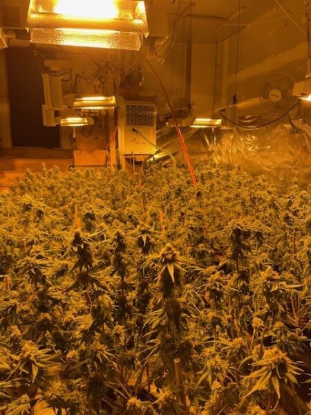 Somerset Sheriff Raids Illegal Cannabis Grow in Harmony House: Triad Weed