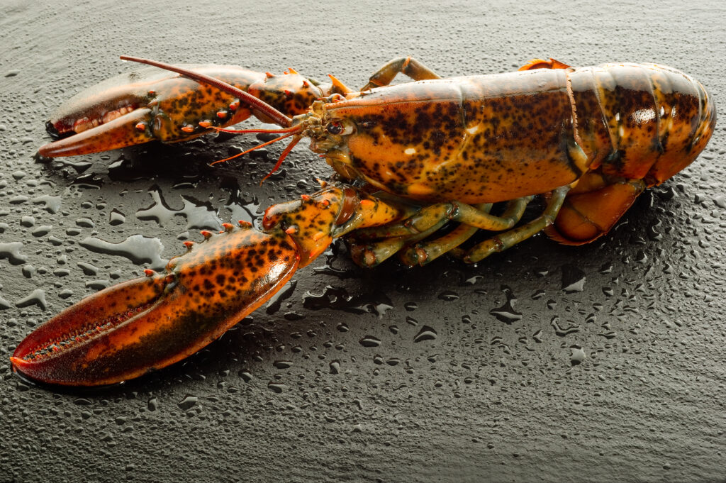 Jared Golden Urges Delay of Increase to Minimum Allowable Catch Size for Maine Lobstermen