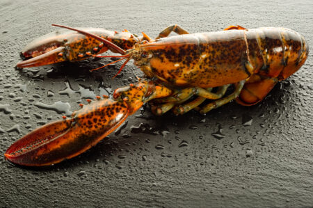 Jared Golden Urges Delay of Increase to Minimum Allowable Catch Size for Maine Lobstermen