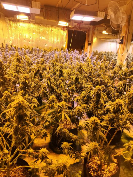 Thousands of Plants Seized During Raids of Illegal Marijuana Grows in Piscataquis County