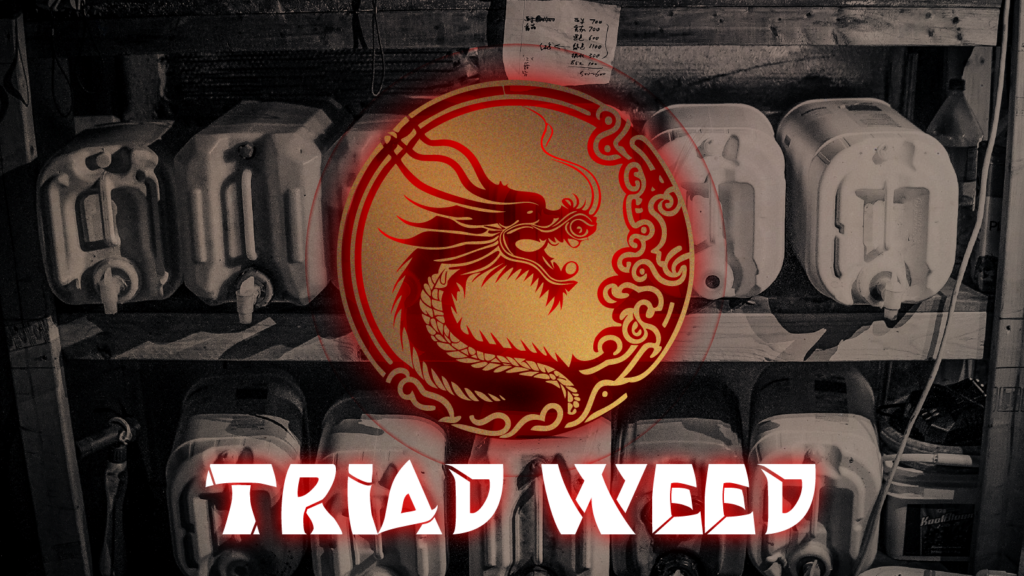 Massachusetts Republican Party Credits The Maine Wire for Triad Weed Bust in Their State