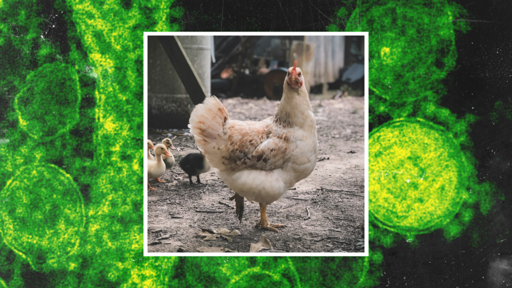 The CDC Announces First Severe Case of Bird Flu in a Human in The U.S.