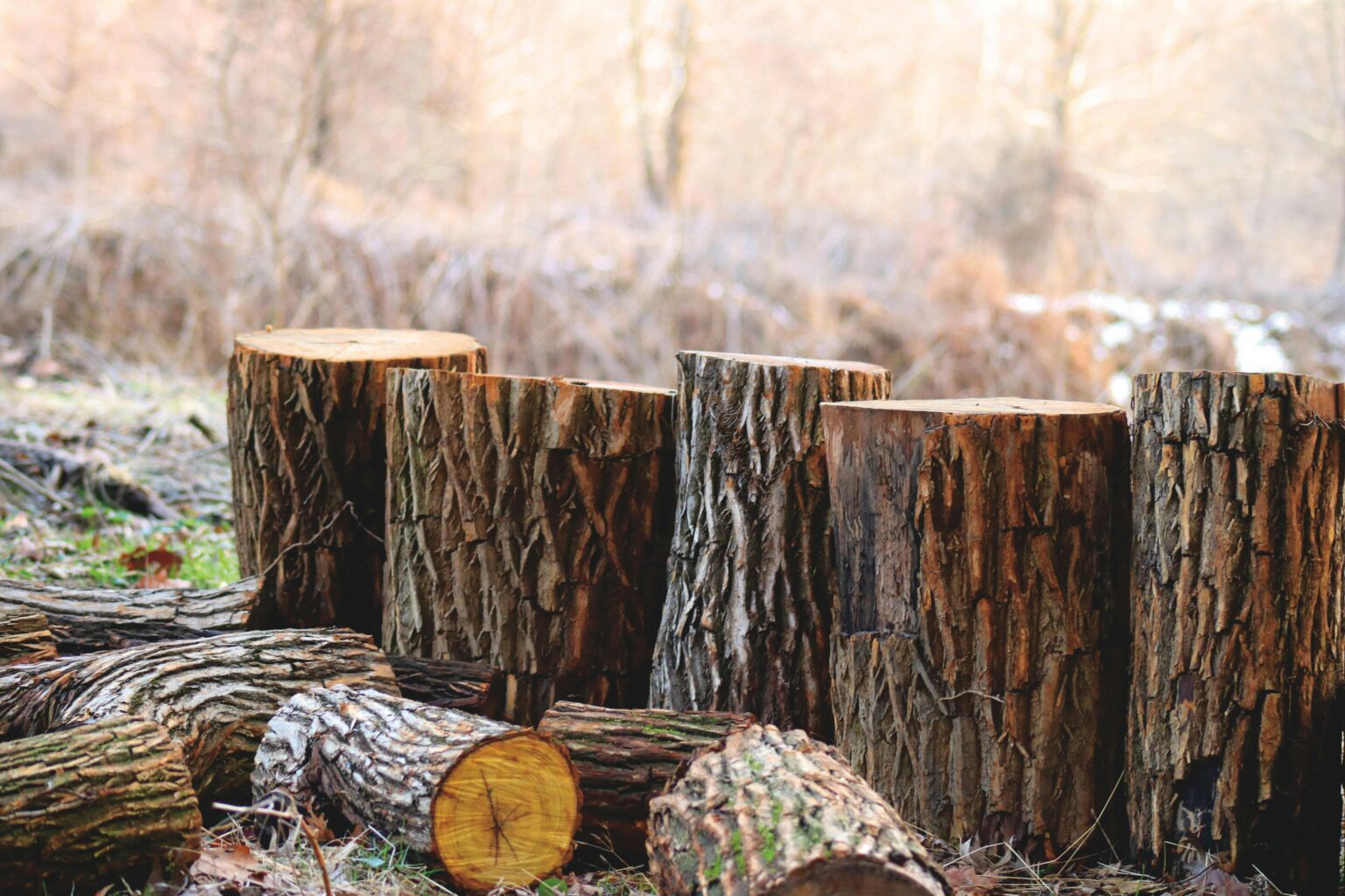 Maine Receives $22 Million Federal Grant to Support Development of “Forest Bioproducts”
