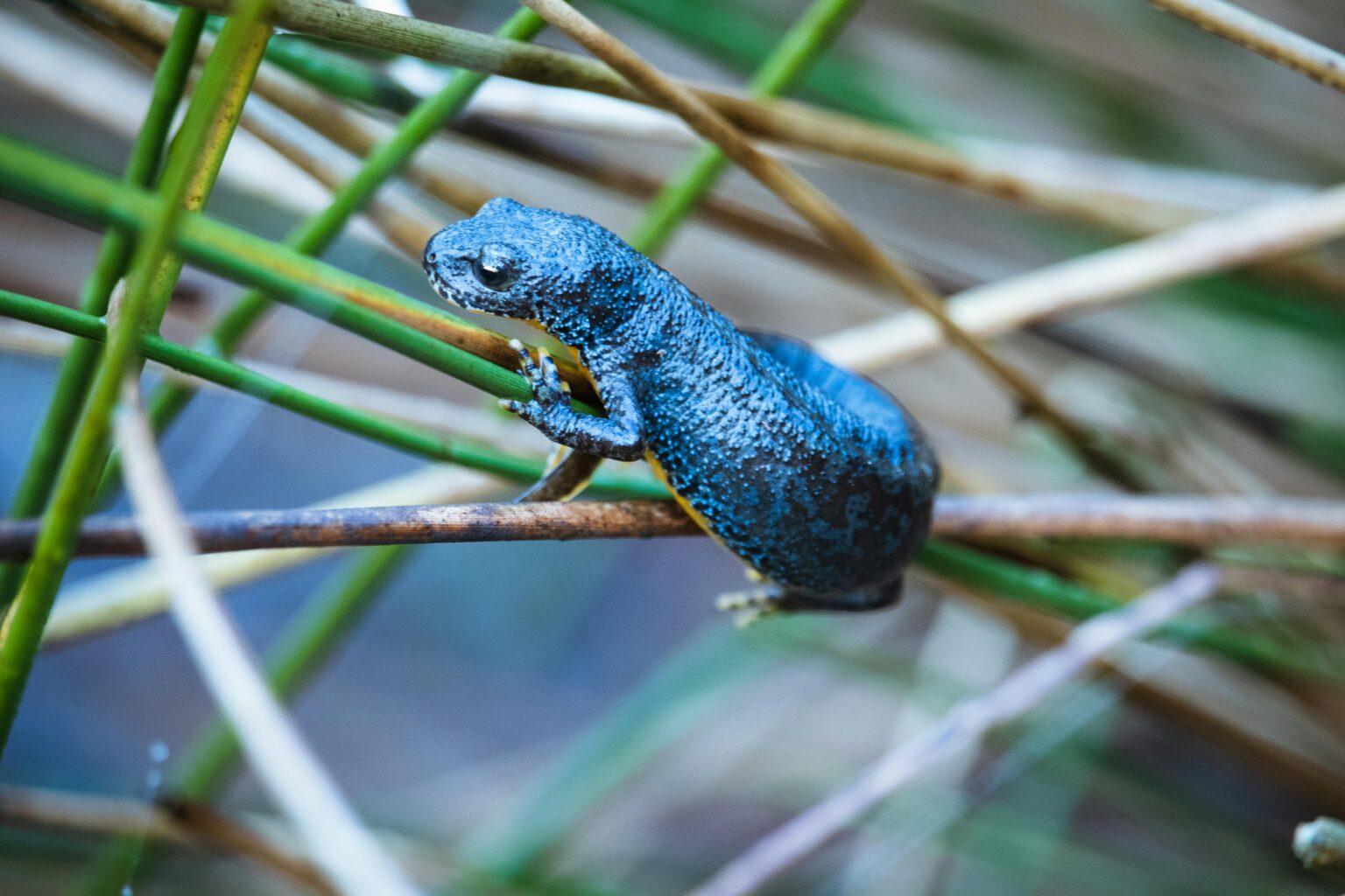 Tree Frog and Salamander Lovers Demand Maine Airport Ground Tree-cutting