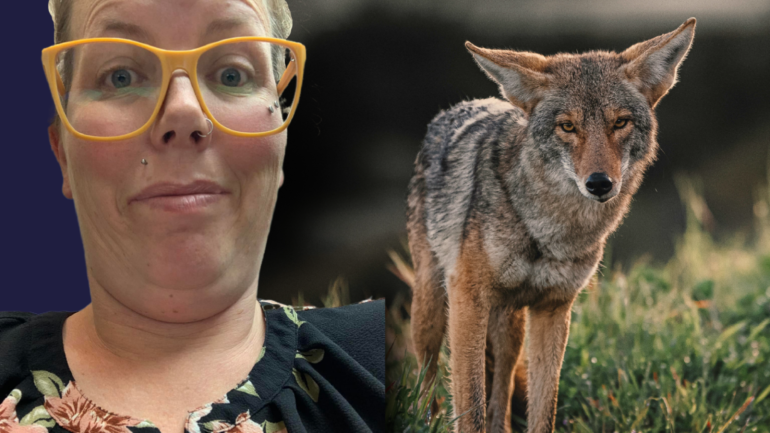 Blue Hill Rep’s Bid to Restrict Coyote Hunting Season Fails in Committee, Regardless of Whether There Are Any Deer in Northern Maine