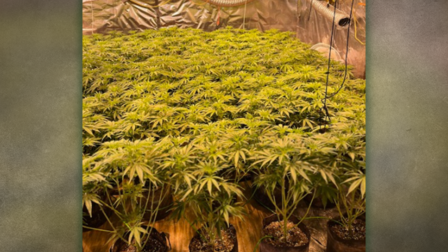 Oxford Sheriff’s Office Busts Large Black Market Marijuana Growing Operation in Dixfield