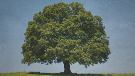 Tree Poisoning Trend Spreads in Rich Midcoast Community: For a Room with a View, Plant a Spike