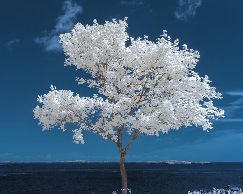 April is Second Chance Month