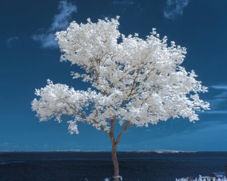 April is Second Chance Month