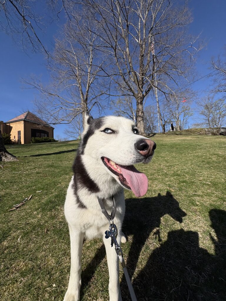 Seppala Sled Dog Speaks Out in Rare Interview on Maine Today, and Tomorrow