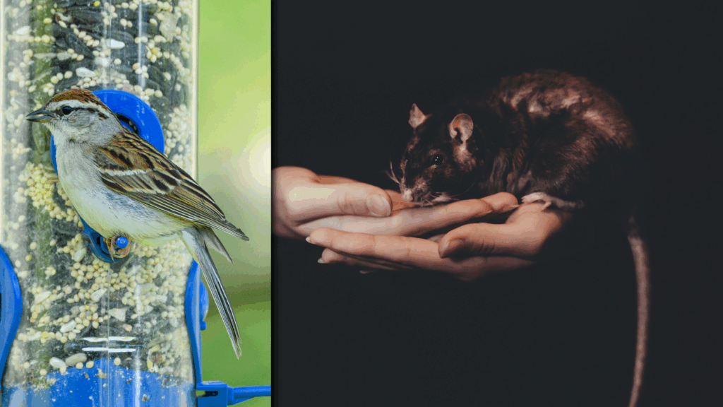 Midcoast Maine Man’s Bird-Feeding Habits Under Fire For Allegedly Attracting Rats